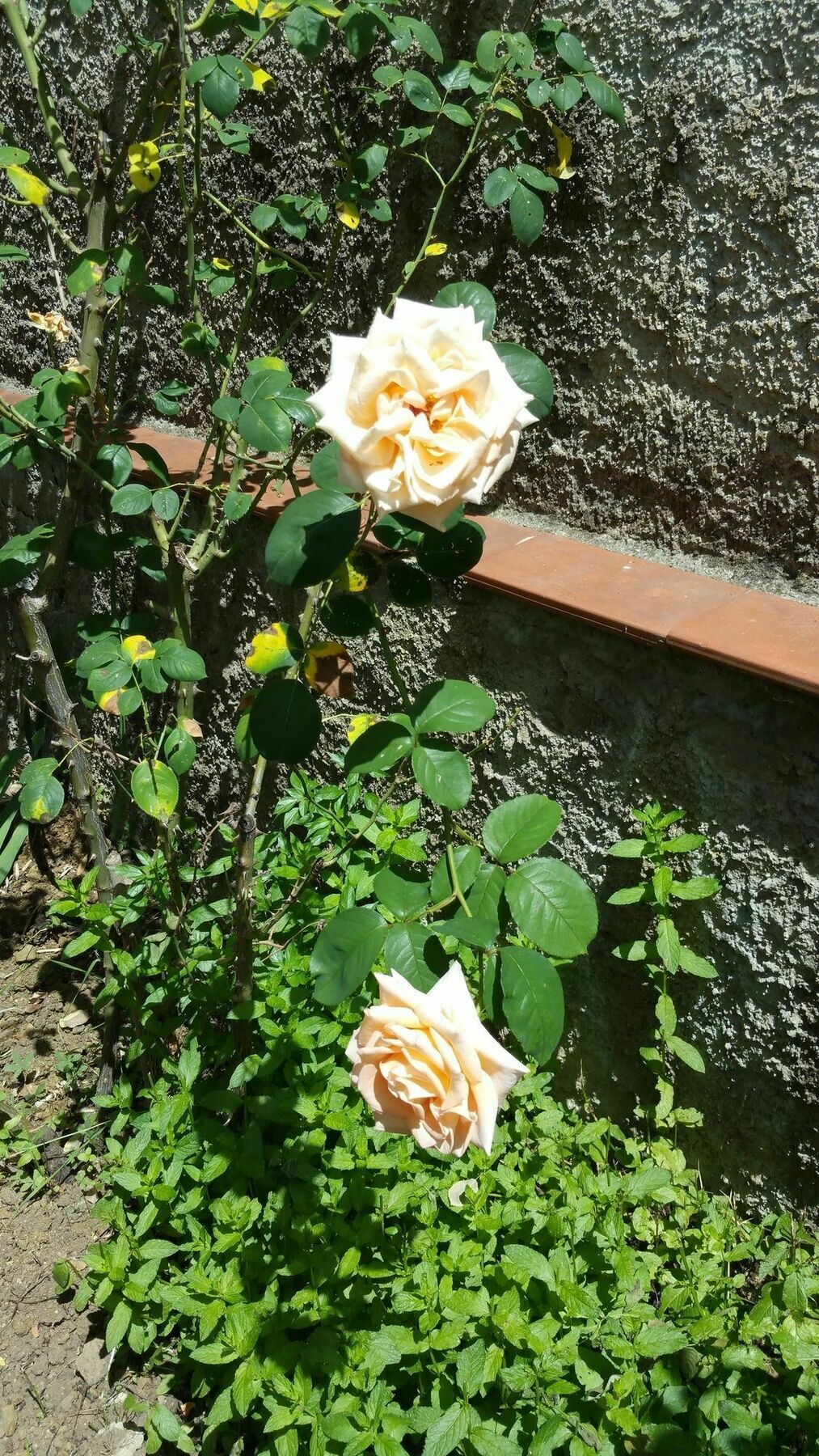 La Villa Nei Fiori Florencja Zewnętrze zdjęcie